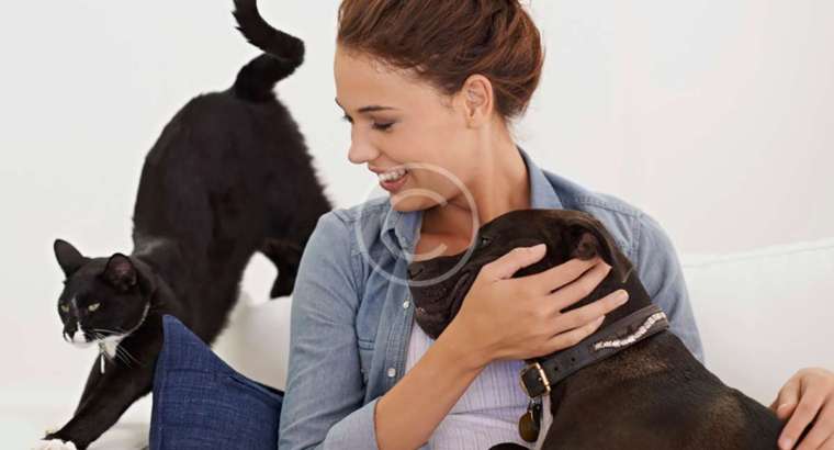 Image showcasing Pet Sitting Service - Halo House Animal Resort