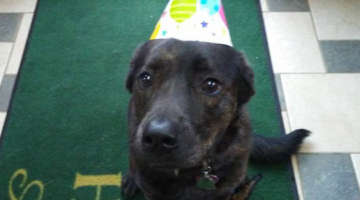 Dog in Birthday Hat
