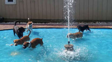 Dogs playing in pool in Franklinville NJ