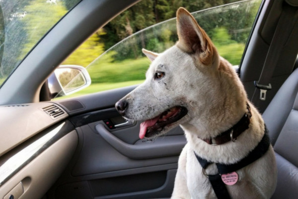 Don’t Leave Your Pets in a Parked Car