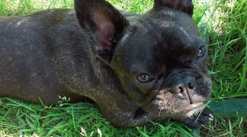 Cute dog laying in the grass in sicklerville nj