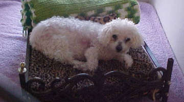 poodle on comfy bed near washington twp new jersey