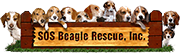 SOS Beagles