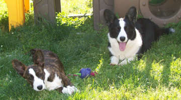 two dogs in grass in South Jersey