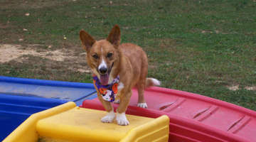 Dog on play apparatus