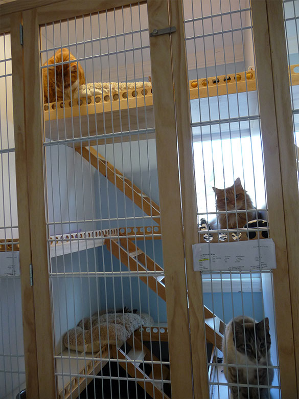 Cat Boarding Williamstown Franklinville Sewell NJ cat-boarding-williamstown-franklinville-sewell-nj