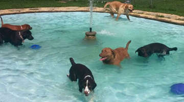 dogs in pool with fountain