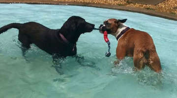 dogs playing in pool