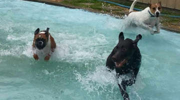 dogs splashing in pool