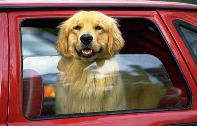 Summer Road Tripping for Pet Owners