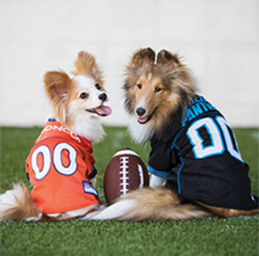 Halo House Animal Resort NFL Boarding Special