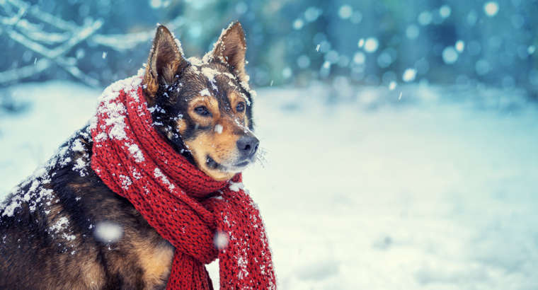 3 Winter Safety Tips for Your Pets