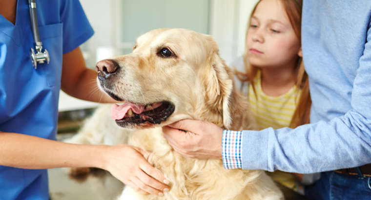 Recognizing Heartworm Awareness Month 2021