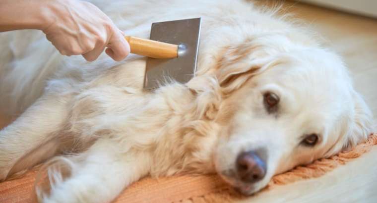 How to Manage Dog Shedding