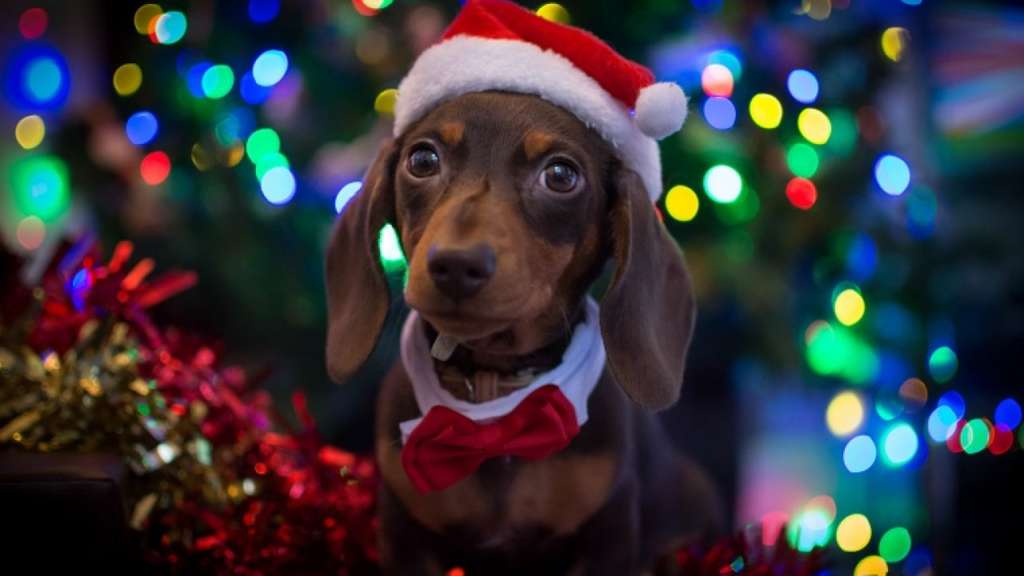 Holiday Decoration Safety For Pets Blog