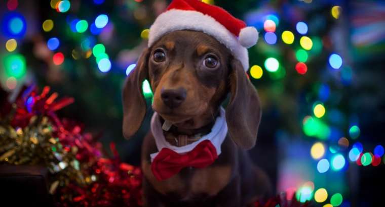Holiday Decorating Tips With Your Pets In Mind