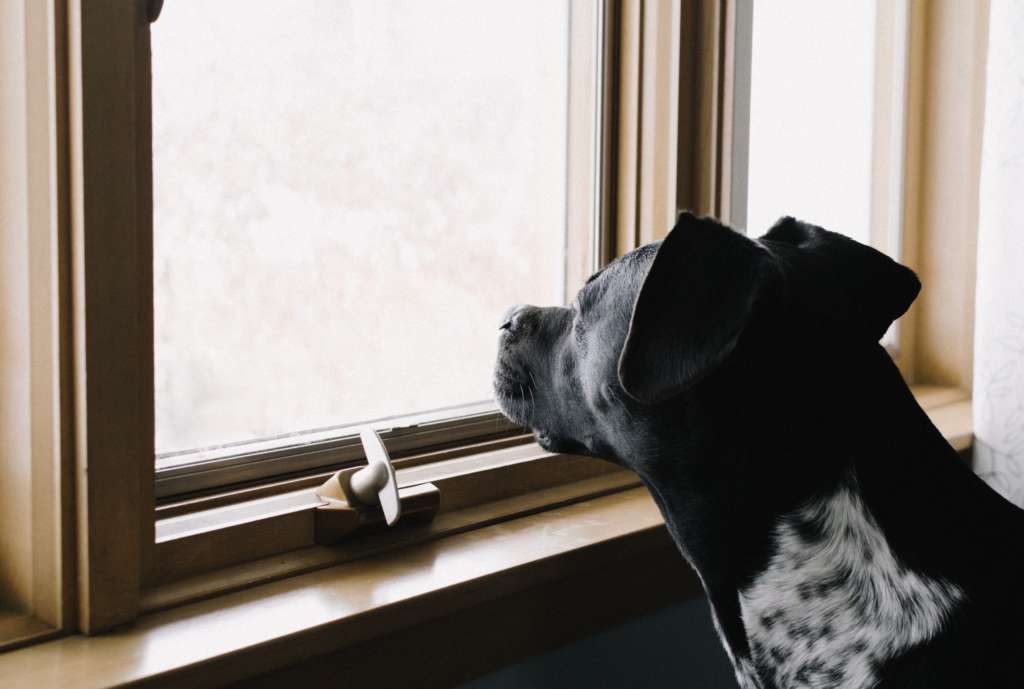 Managing Your Dog After You Return To Your Old Routine