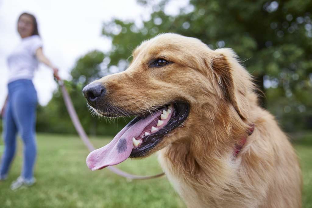 South Jersey Dog Training Important Skills To Teach