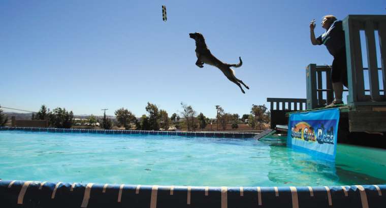 Competitive Sports To Try With Your Dog