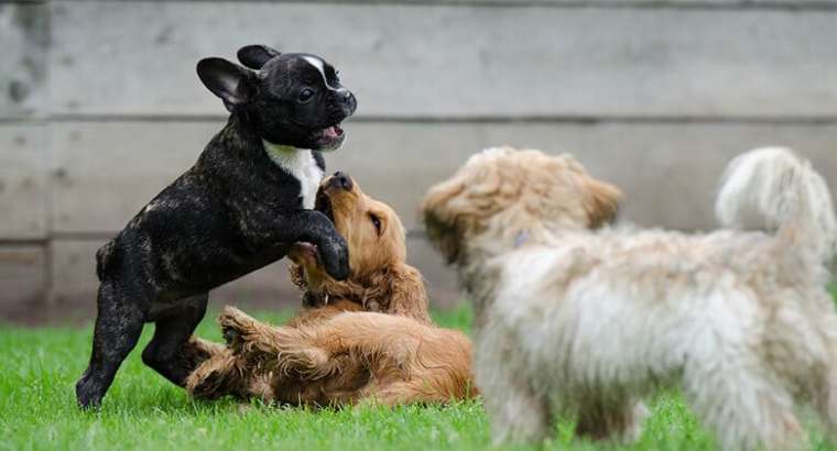 How To Keep Your Dog Busy Once The Kids Are Back At School