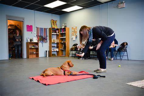 Why To Consider a Dog Training Course