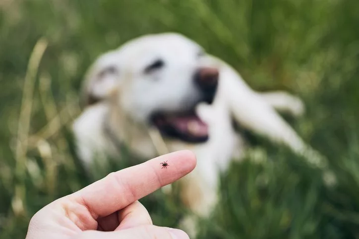 Ticks and dogs