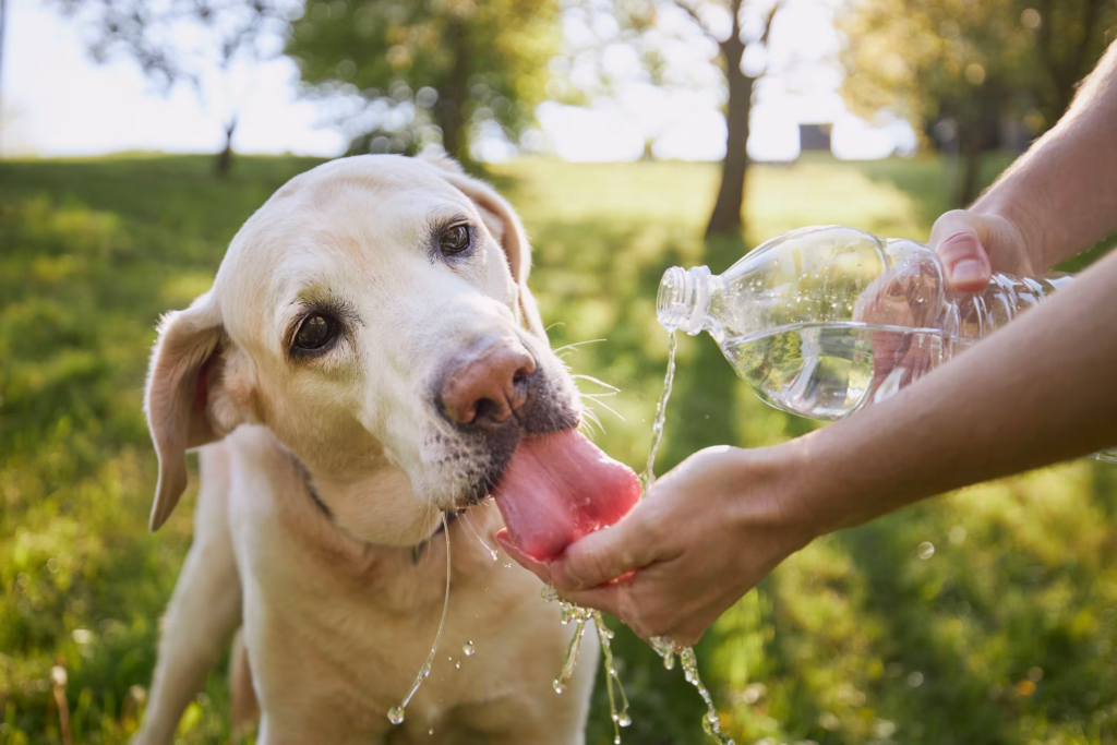 Keep you dog cool during the summer