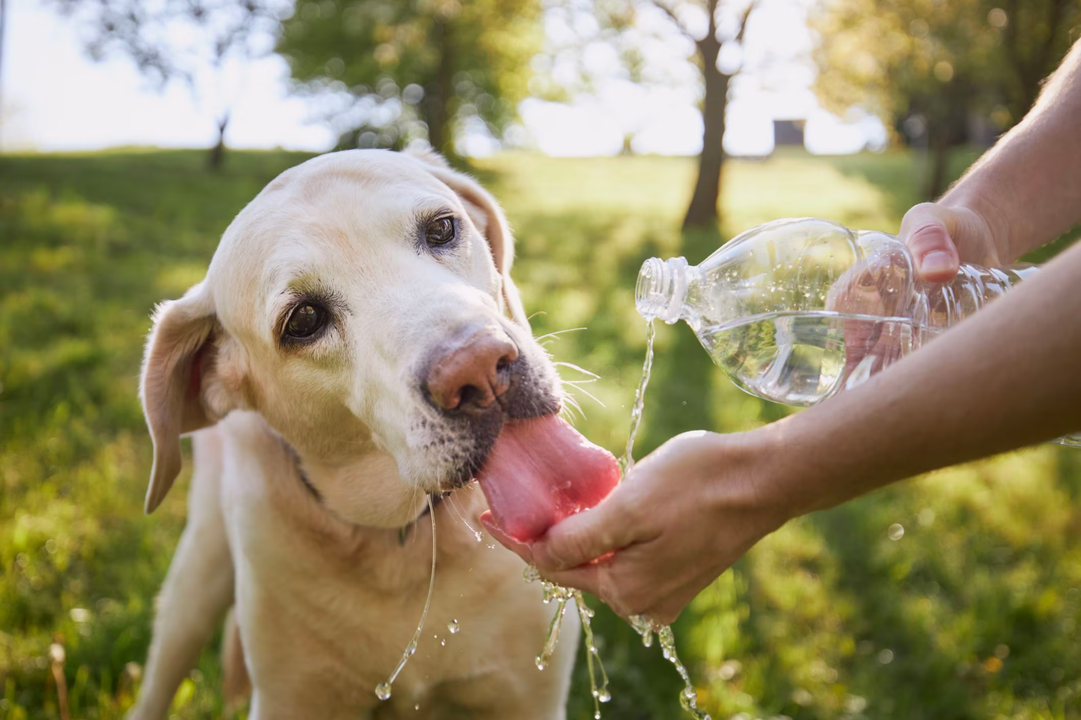 Собака пьет. Лабрадор пьет воду. Собачка пьет воду. Девушка пьет собачью. Собака пьющая кровь