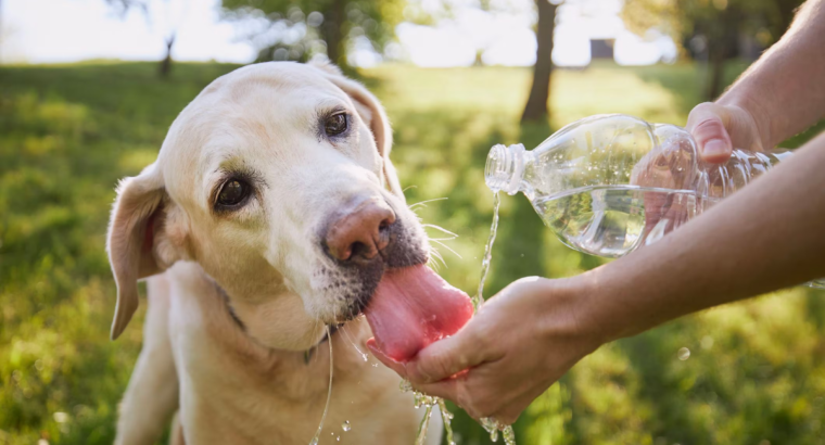 Summer Heat – Dog Safety