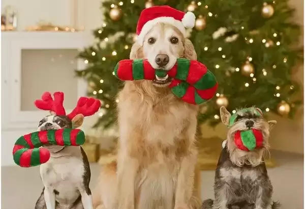 Holiday Pet Safety