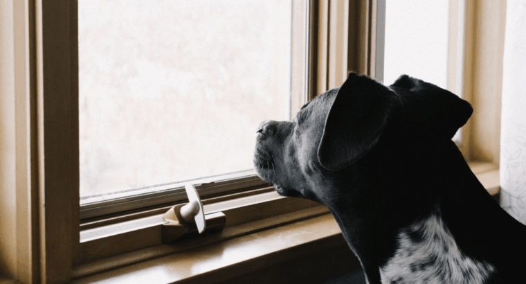 Helping Lonely Pets Adjust When Kids Go Back to School