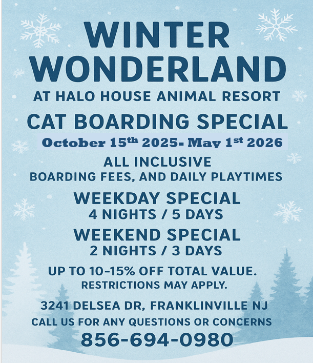 Winter Cat Boarding Special South Jersey