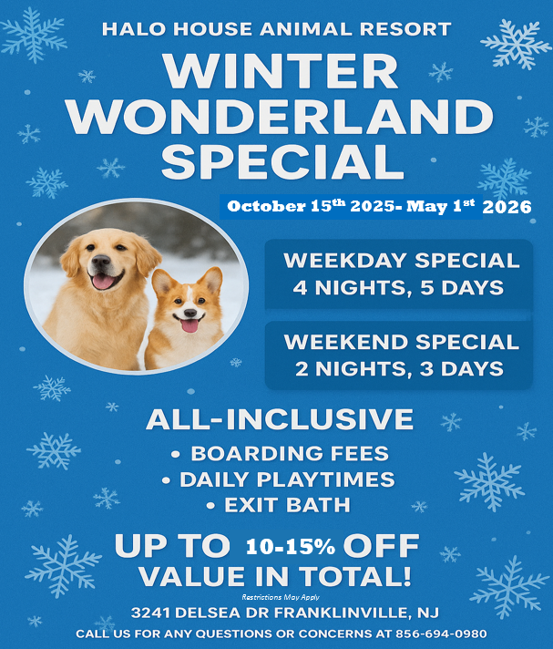 Winter Dog Boarding in South Jersey