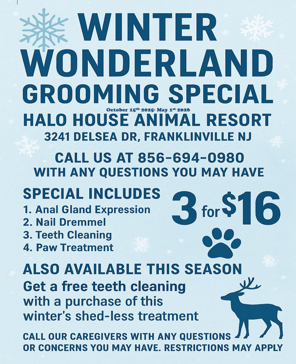 Winter Dog Grooming Special South Jersey
